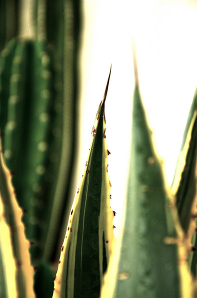 World’s First Tattoo Shop Cactus Garden!?